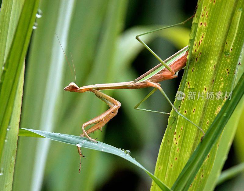 一只欧洲螳螂(mantis religiosa)静静地站在一片草叶上